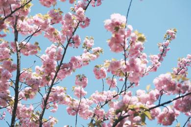 Japan cherry blossoms